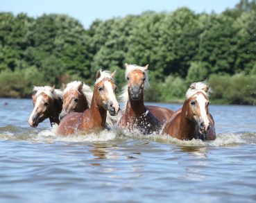 Pferde lieben Wasser - Foto: Zuzana Tillerova - stock.adobe.com